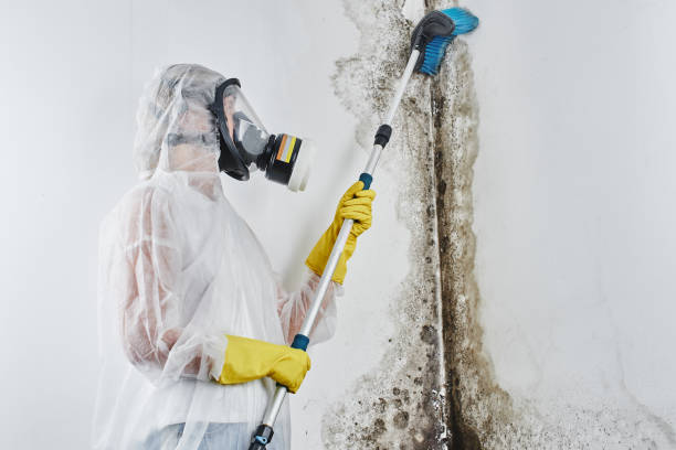 Best Biohazard Mold Removal  in St Joseph, MN