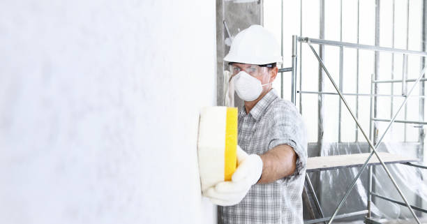 Best Black Mold Removal  in St Joseph, MN