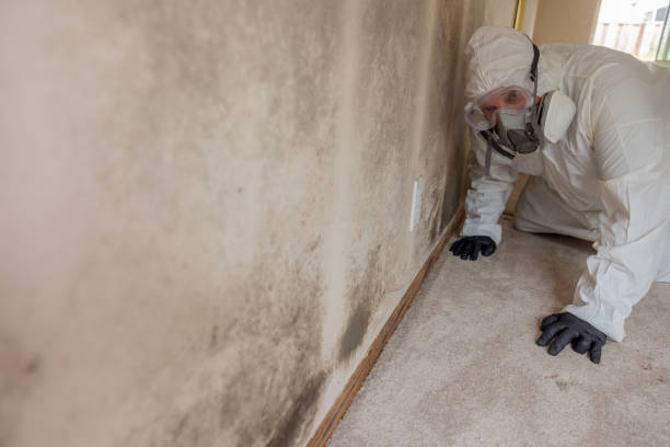 Best Mold Odor Removal Services  in St Joseph, MN