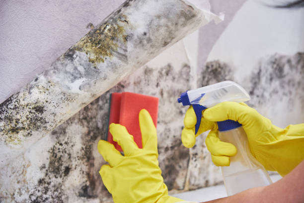 Best Mold Documentation for Insurance Claims  in St Joseph, MN